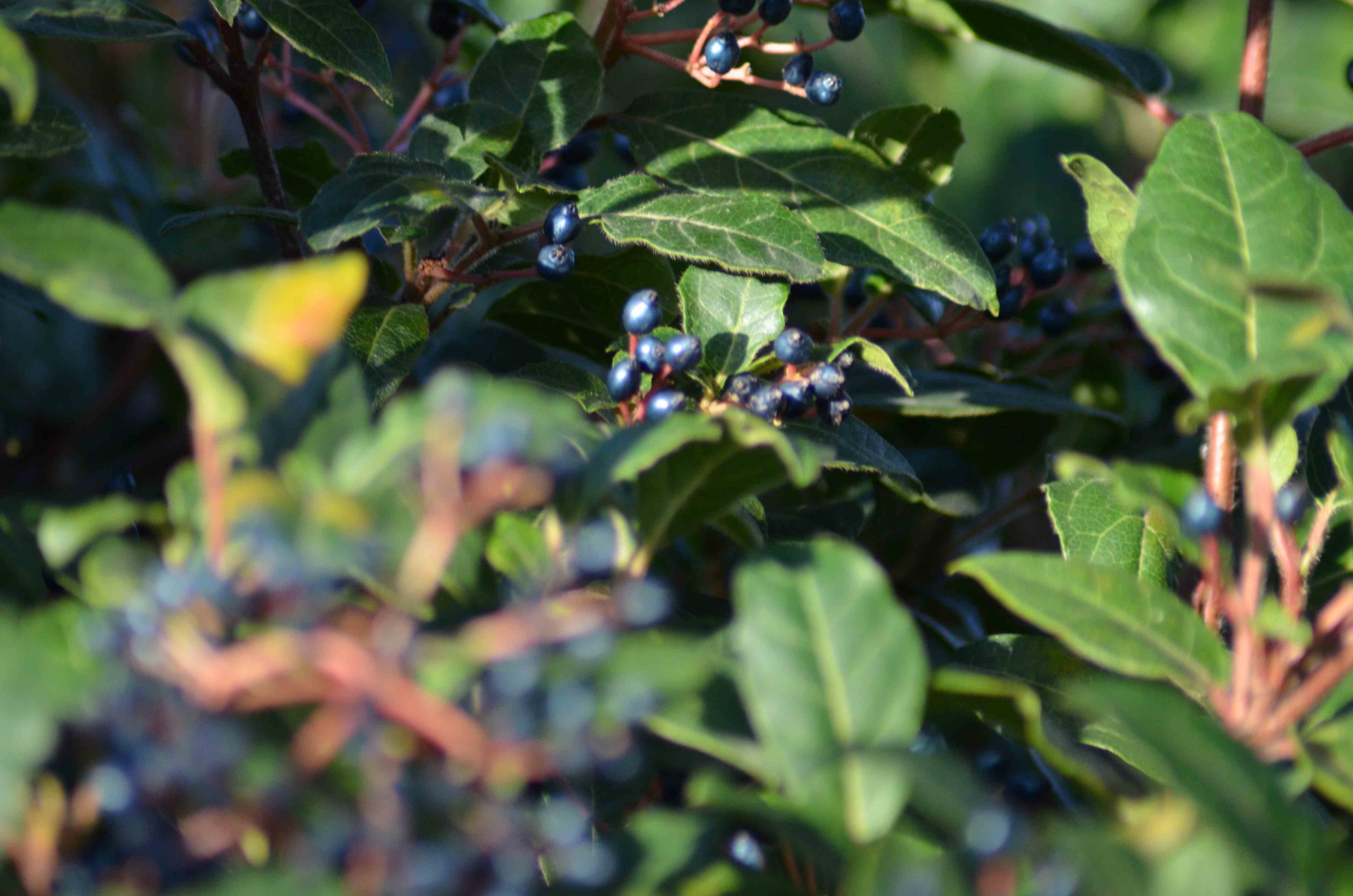 No s'ha trobat l'arxiu